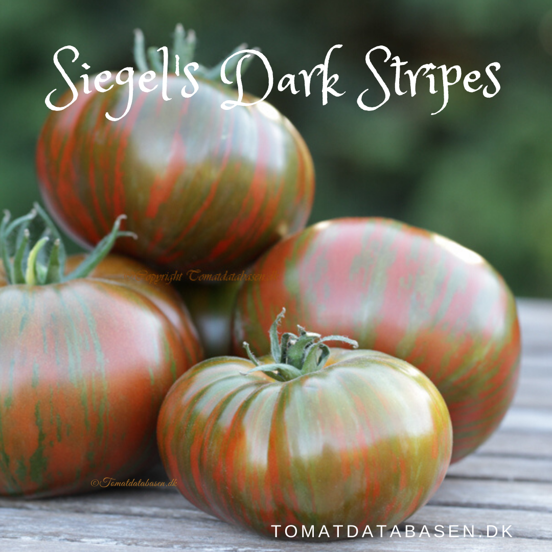 Siegel's Dark Stripes